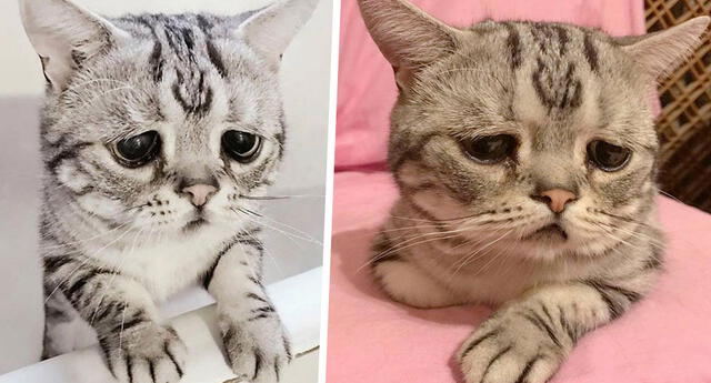 ¿El gato más triste del mundo? 