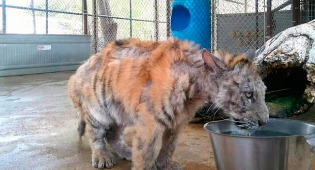 Tigre vivía en pésimas condiciones, logran rescatarlo y su recuperación asombra a todos