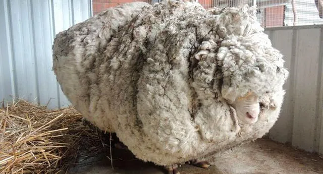 Oveja estuvo perdida por 5 años, cuando la encuentran tenía 40 Kg de lana