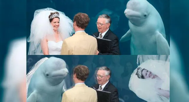 Una ballena beluga apareció en su boda e Internet ‘enloqueció’ en meme