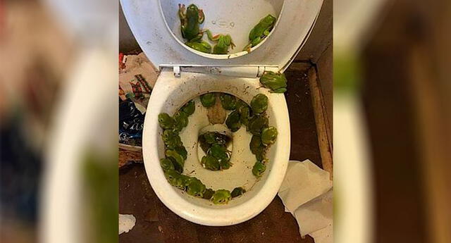 Australiana encontró una plaga de ranas en su baño, todo pasó después de un desastre