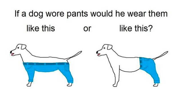  ¿Cómo debería usar este perro los pantalones? ¡La pregunta de Internet que trae locos a todos!