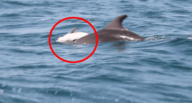 La cría del delfín no reaccionaba pese a todos los intentos de su madre