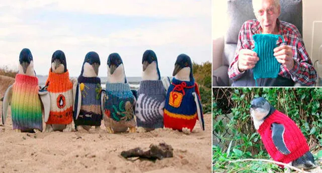 Es el hombre más anciano de Australia y  teje suéteres para proteger a pingüinos