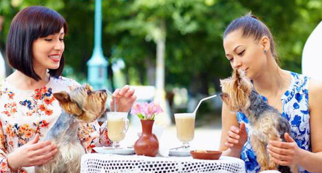 ¿Eres un ‘Animal lover’? Estas 6 cafeterías en Lima te permiten comer con tu mascota
