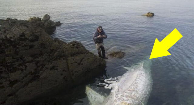 Fotógrafo se encontró con un ‘monstruo’ marino de 7 metros y las espectaculares imágenes son virales