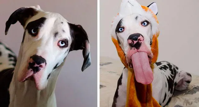 La nueva imitación del perro más expresivo del mundo, será lo más gracioso que veas