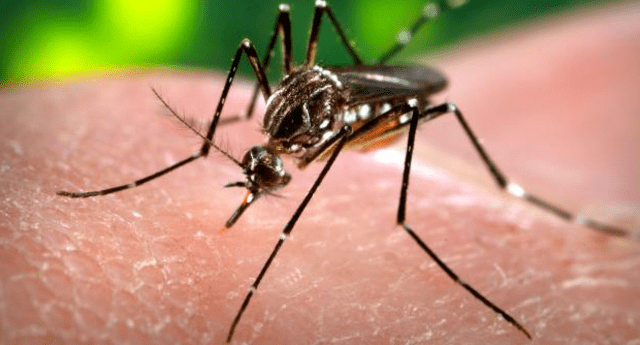 Zancudo Aedes aegypti.