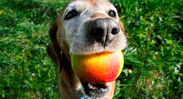 Disfruta tus frutas favoritas con tu perro
