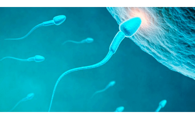 ¿Tener hijos después de la muerte? Ciencia evalúa utilizar espermas de hombres muertos