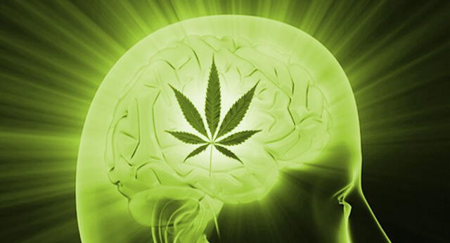 La marihuana y la ayahuasca podrían ser la cura del Alzheimer, según la ciencia