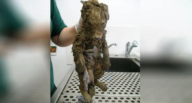 Fue hallado en un hoyo cubierto de lodo, lo bañaron y descubrieron el animal que era