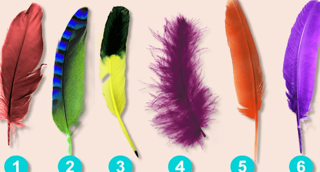 Las plumas reflejan libertad y sus colores las emociones de las personas