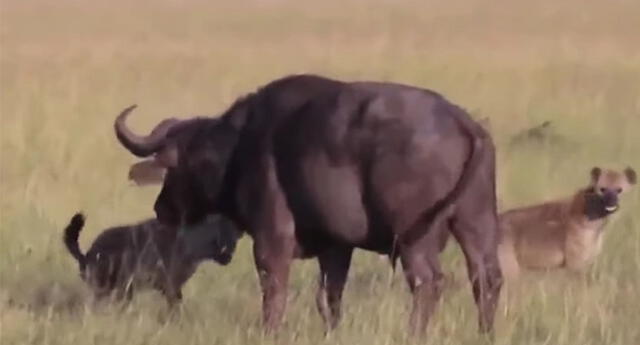 El búfalo no pudo librarse del ataque coordinado de las hienas.