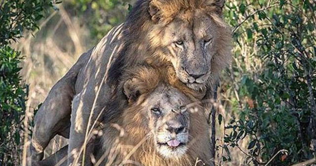 La duda empezó con el comportamiento extraño de dos leones en África.
