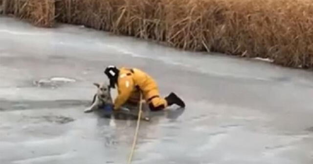 El bombero arriesgó su vida por rescatar al animal.