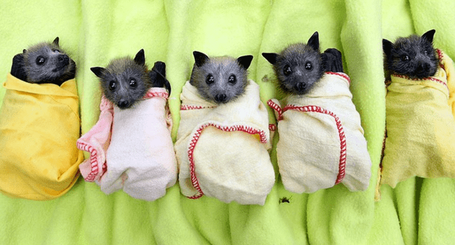 Asilo para murciélagos 'bebés' impacta al mundo. 