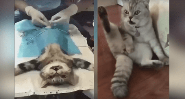 Sabroso Velo competencia Gato descubre que ha sido castrado y su reacción es lo más gracioso que  verás [VIDEO] | Aweita La República