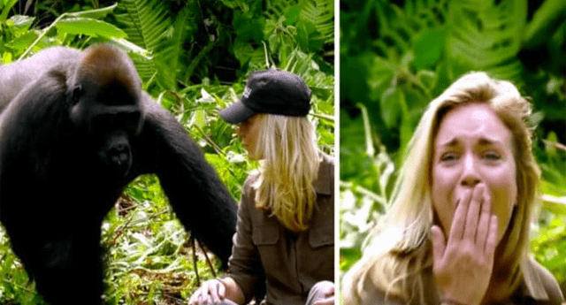 Gorilas percibieron la buena intención de humanos. 