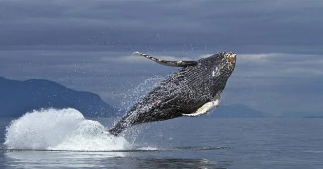 La ballena dejó ver su cuerpo entero luego de dar un gran salto.
