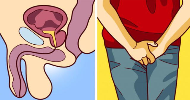 La próstata funciona como una vejiga secundaria que ejerce presión para que el semen sea expulsado a través de la uretra.