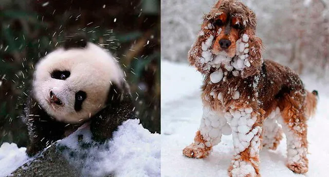 Las 14 mascotas más tiernas en la nieve