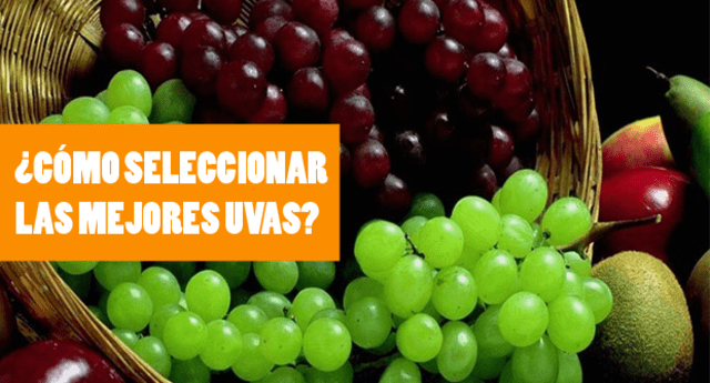 La tonalidad de las uvas es el principal signo de maduración.