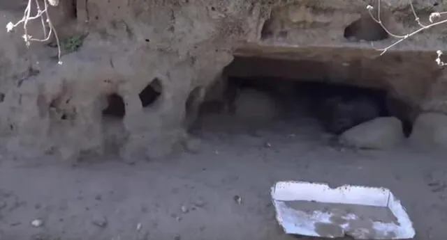 Lo llamaron para que rescate a 8 cachorros en una cueva, pero se llevó una gran sorpresa