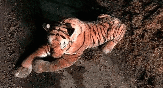 Un granjero escocés alertó a la policía de su localidad sobre un supuesto tigre