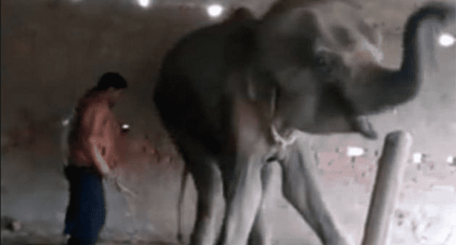 Elefante fue torturada sin escrúpulos durante 30 años. 