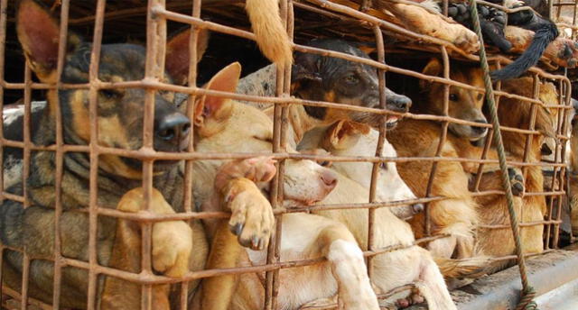 El consumo de carne de perro es considerada una 'costumbre' en países asiáticos.