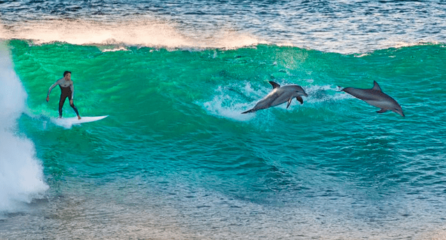 La cabeza de los delfines contiene el melón, un órgano redondo usado para la ecolocalización.