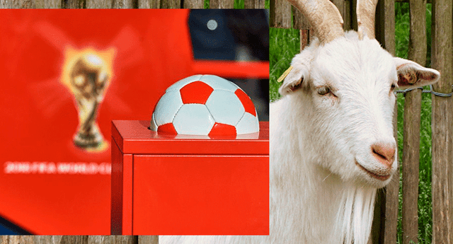 La cabra fue escogida para pronosticar el resultado de los partidos de Rusia 2018
