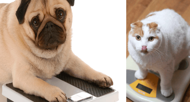 Las mascotas también pueden padecer de obesidad, según los especialistas