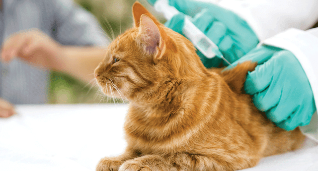 Los gatos son utilizados para la investigación de un parásito, que busca mejorar los alimentos de consumo humano