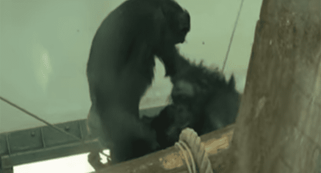 Las ‘comadronas’ chimpancés no se despegan de la madre. 