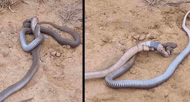 Pelea entre dos cobras se convirtió en viral. 