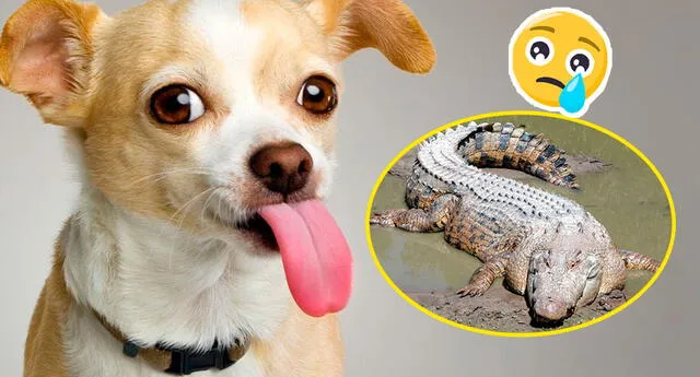 El can ladró a los reptiles durante 10 años.