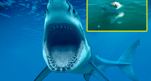 Los tiburones blancos prefieren las aguas cálidas. 