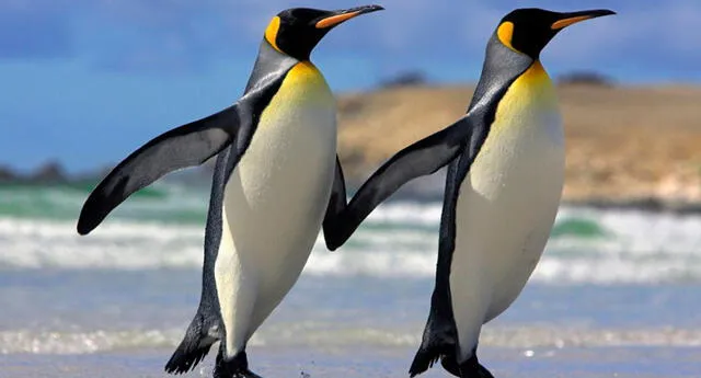 Dos pingüinos caminando juntos en una playa de la costa africana se volvieron tendencia en las redes sociales.