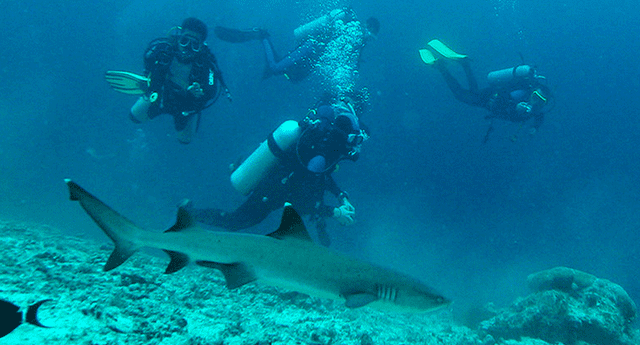 Un submarinista salvó de ser atacado por un tiburón tigre gracias a la rápida acción de un instructor de buceo