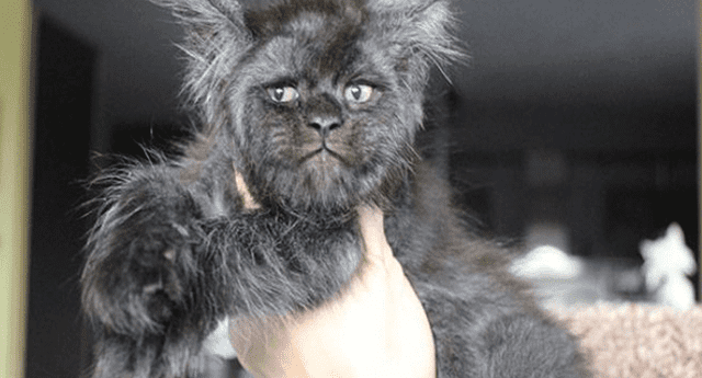 Los peculiares rasgos del rostro de esta gata han causado furor en las redes sociales
