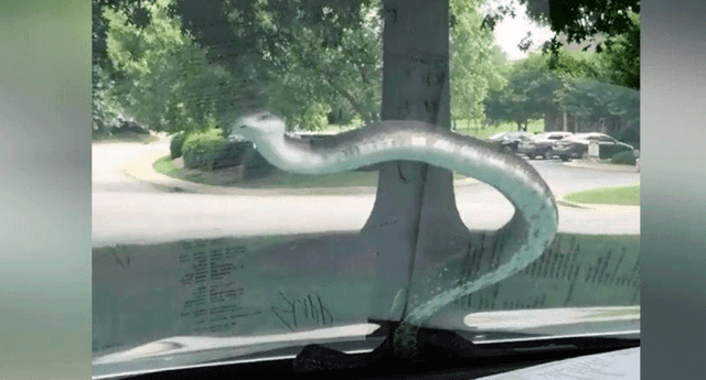 Video de "serpiente limpiaparabrisas" sorprende a miles de internautas