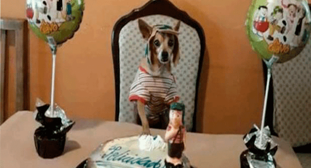 Se desconoce el nombre del can festejado, pero es un hecho que la pasó muy bien el día de su cumpleaños.