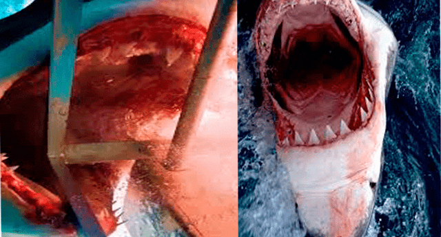 La imagen del tiburón ha sido mitificada a lo largo de la historia a través del cine u obras de teatro.