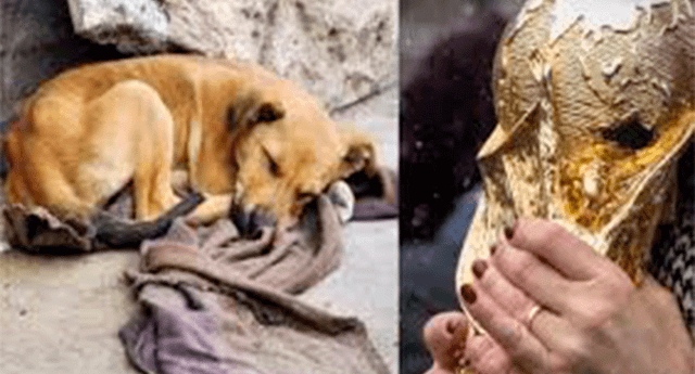 La mascota del hincha peruano ha generado una colecta en Sochi para traer al can con su humano.