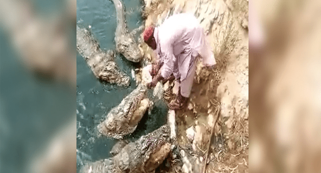 Hombre dando de comer a cocodrilos asombra al mundo. 