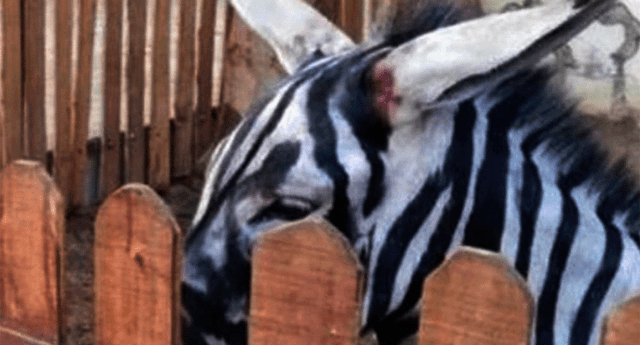 Zoológico de Egipto es criticado por pintar a burro para hacerlo pasar como cebra