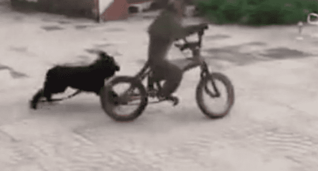 Mono atropella a un perro y se da a la fuga. 