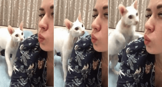 Mujer quiso tomarse un selfie con su gato, se molestó y ocurrió lo impensado.